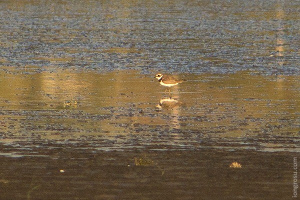 Common Ringed Plover - ML158091741