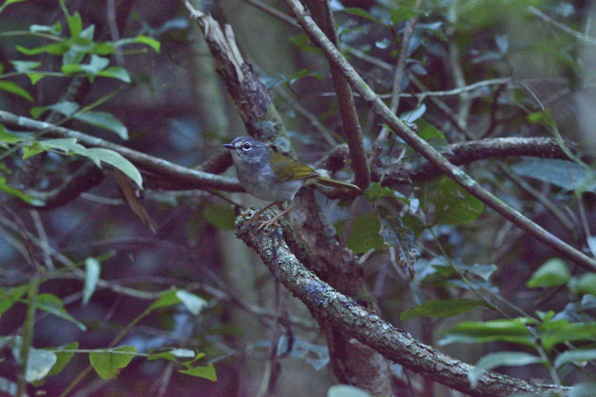 White-browed Warbler - ML158091851