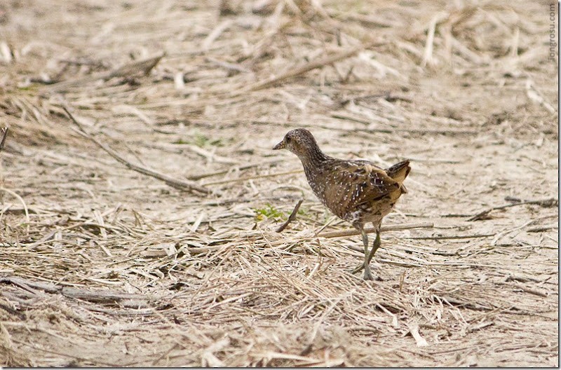 Spotted Crake - ML158091911