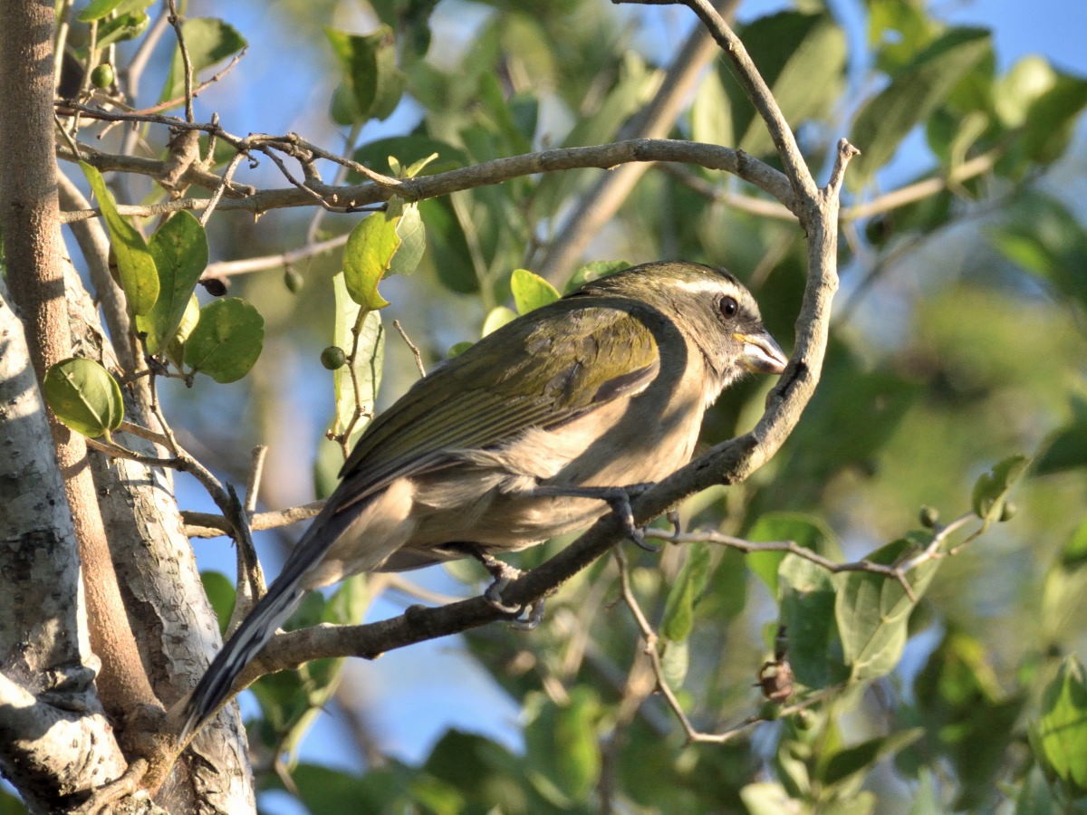 Green-winged Saltator - Victor Hugo Michelini