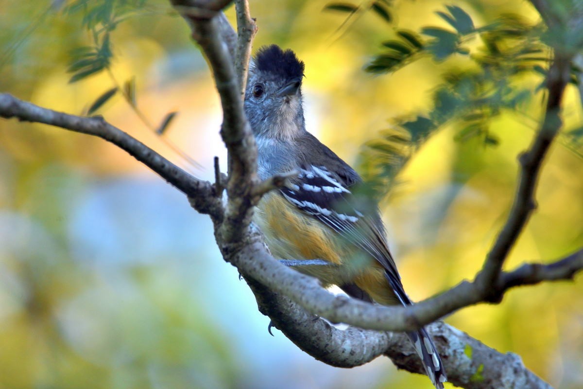 Variable Antshrike - Victor Hugo Michelini