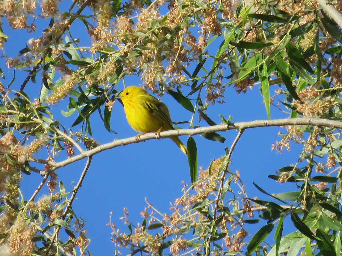 Yellow Warbler - Anne (Webster) Leight