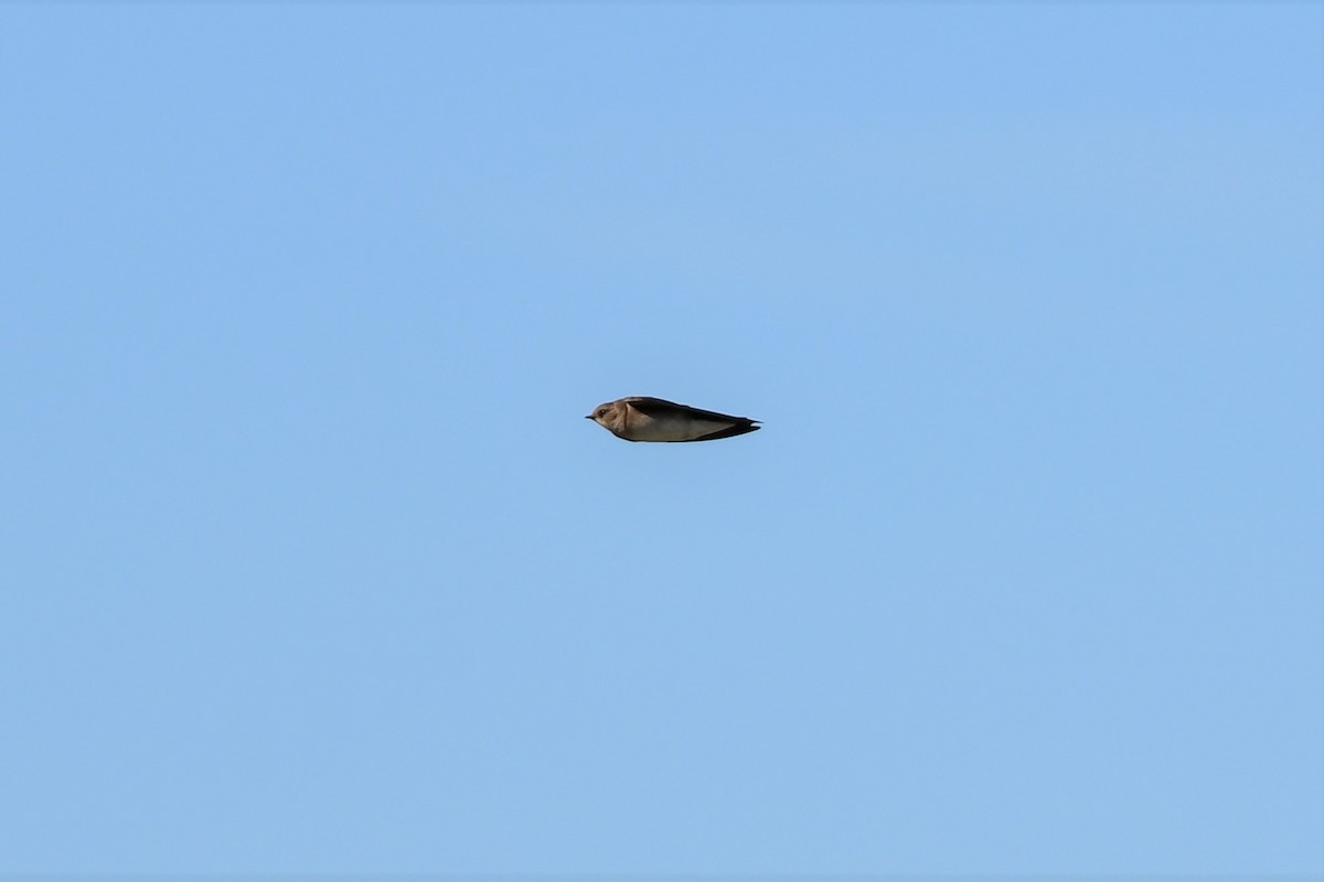 Northern Rough-winged Swallow - Kelly Kirkpatrick