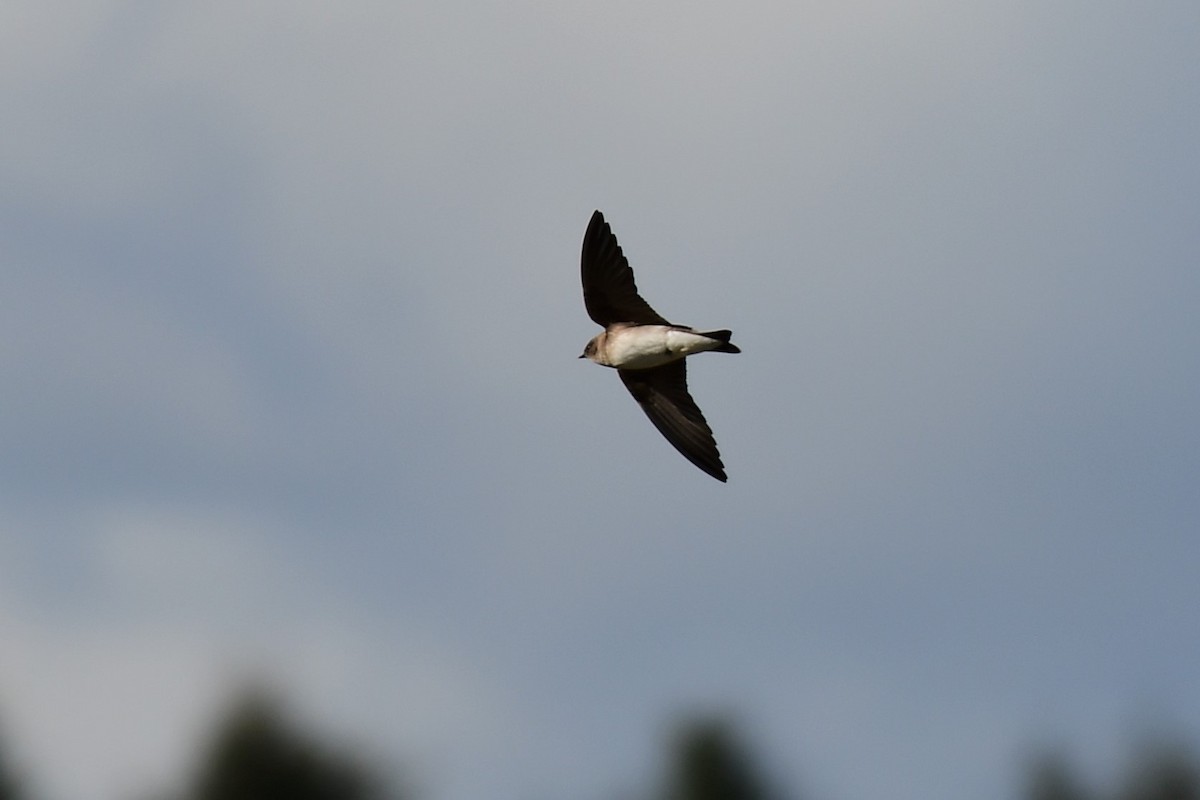 Northern Rough-winged Swallow - Kelly Kirkpatrick