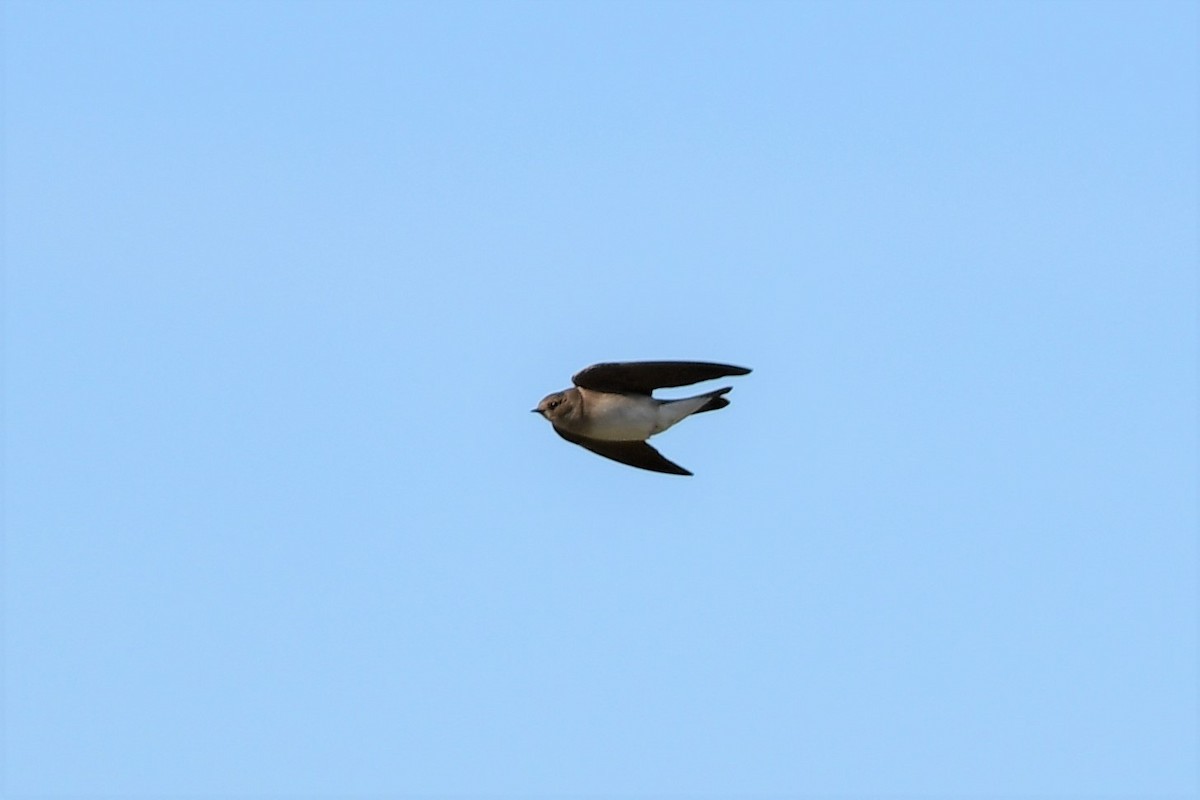 Northern Rough-winged Swallow - Kelly Kirkpatrick