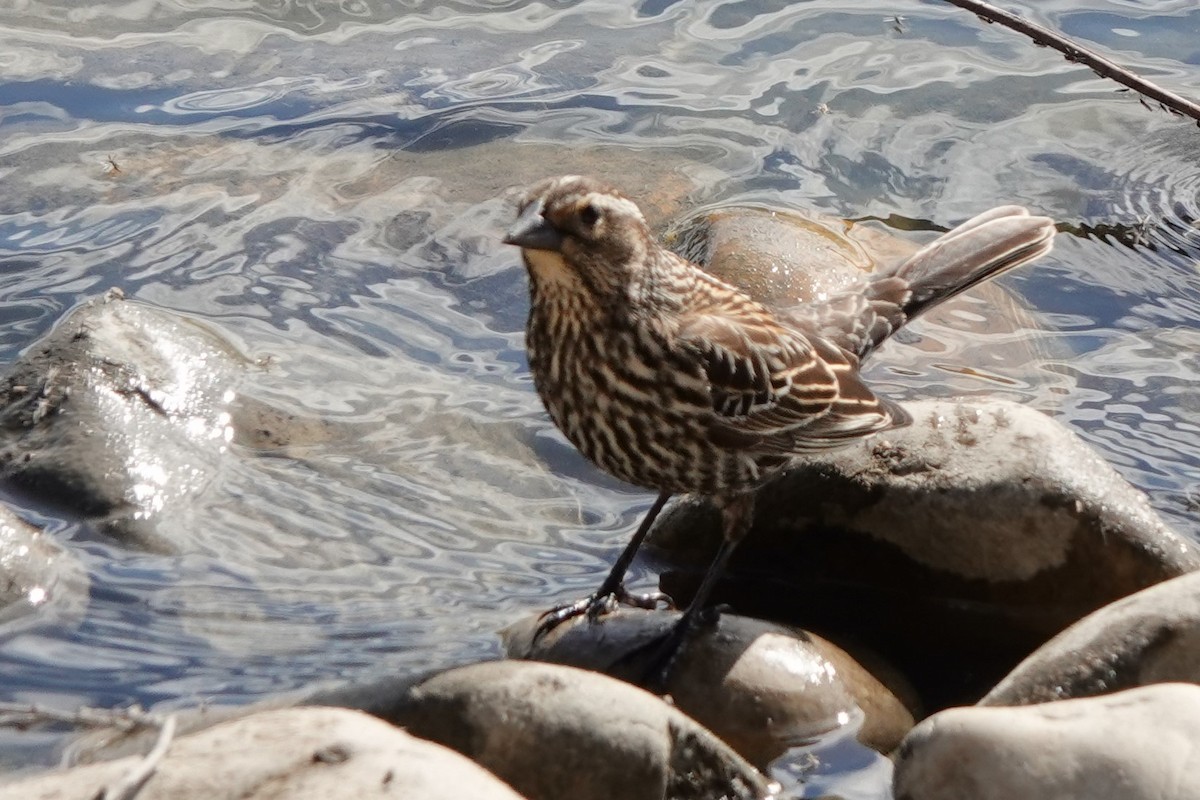Red-winged Blackbird - ML158094001