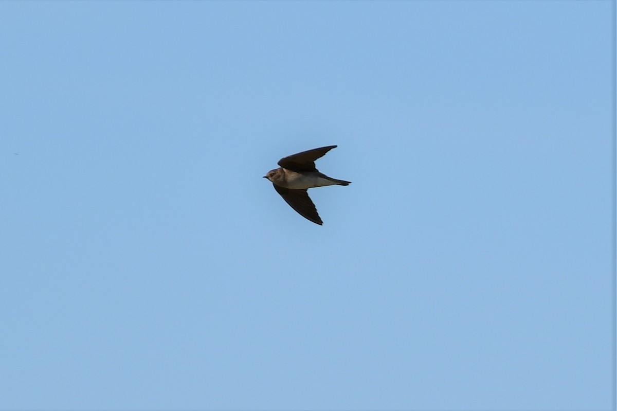 Northern Rough-winged Swallow - Kelly Kirkpatrick