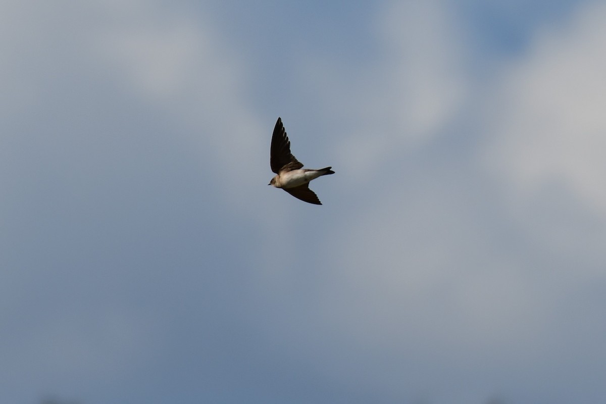 Northern Rough-winged Swallow - Kelly Kirkpatrick