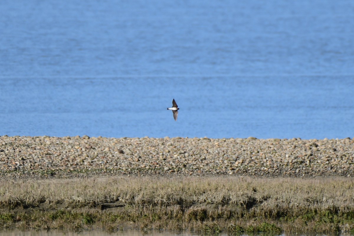 Northern Rough-winged Swallow - ML158094101