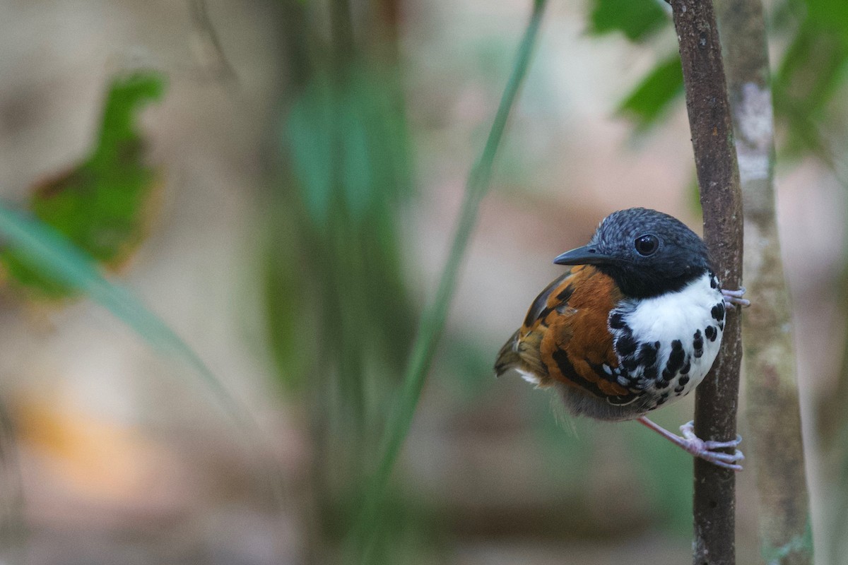 Spotted Antbird - Amanda Guercio