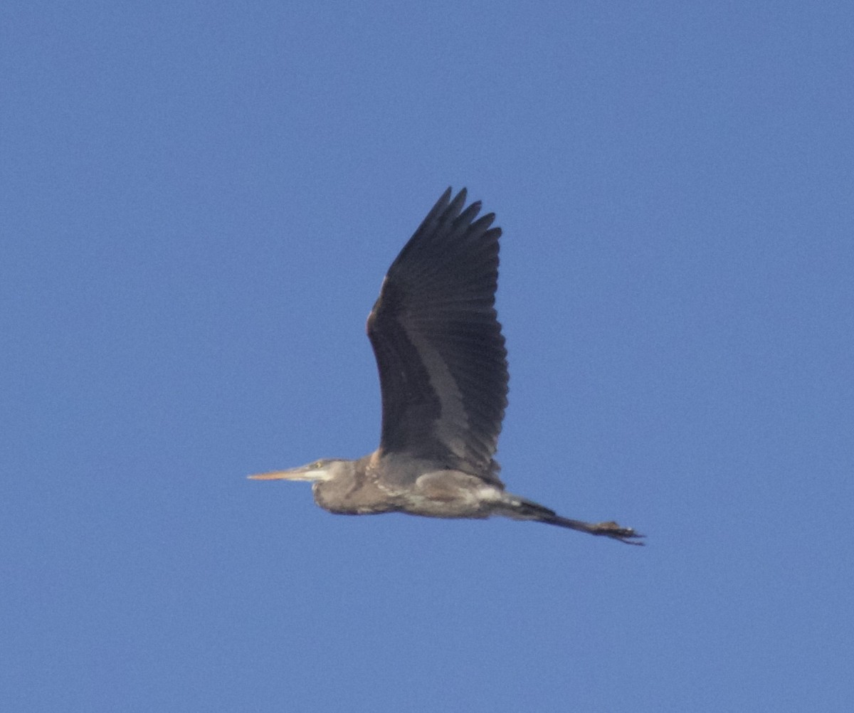 Great Blue Heron - ML158097911