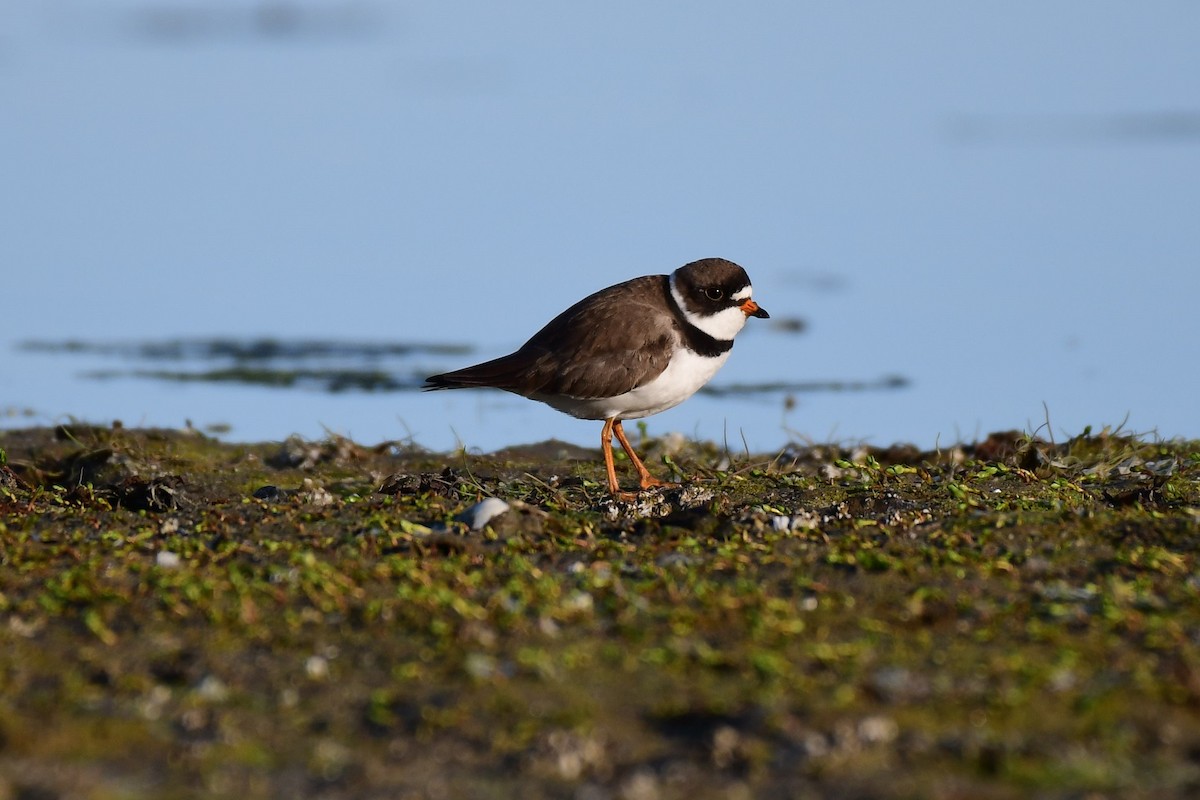 Semipalmated Plover - Kelly Kirkpatrick