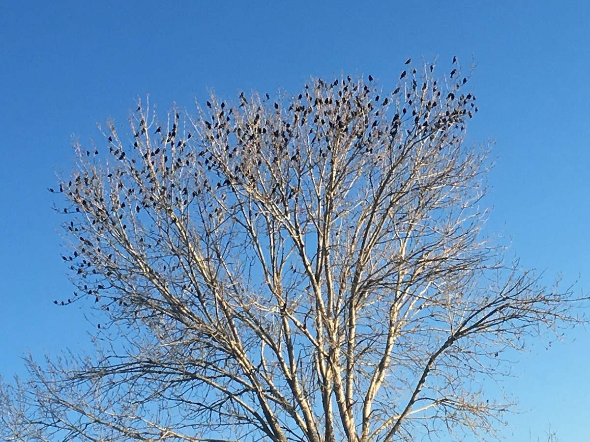 eBird Checklist - 11 Mar 2019 - Merced NWR (Please use a more specific ...