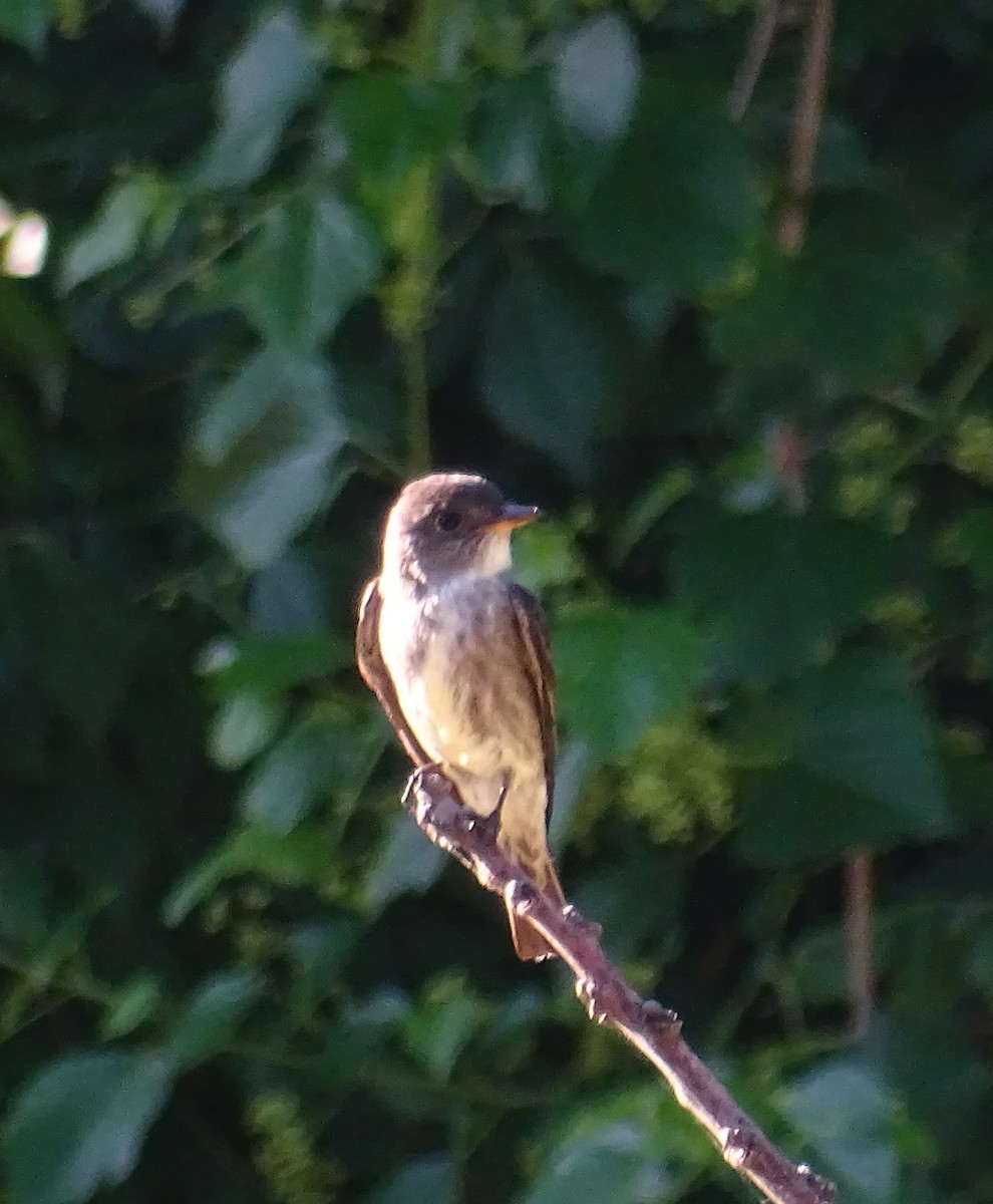 Olive-sided Flycatcher - ML158100211