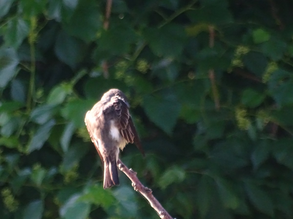 Olive-sided Flycatcher - Susan Andres