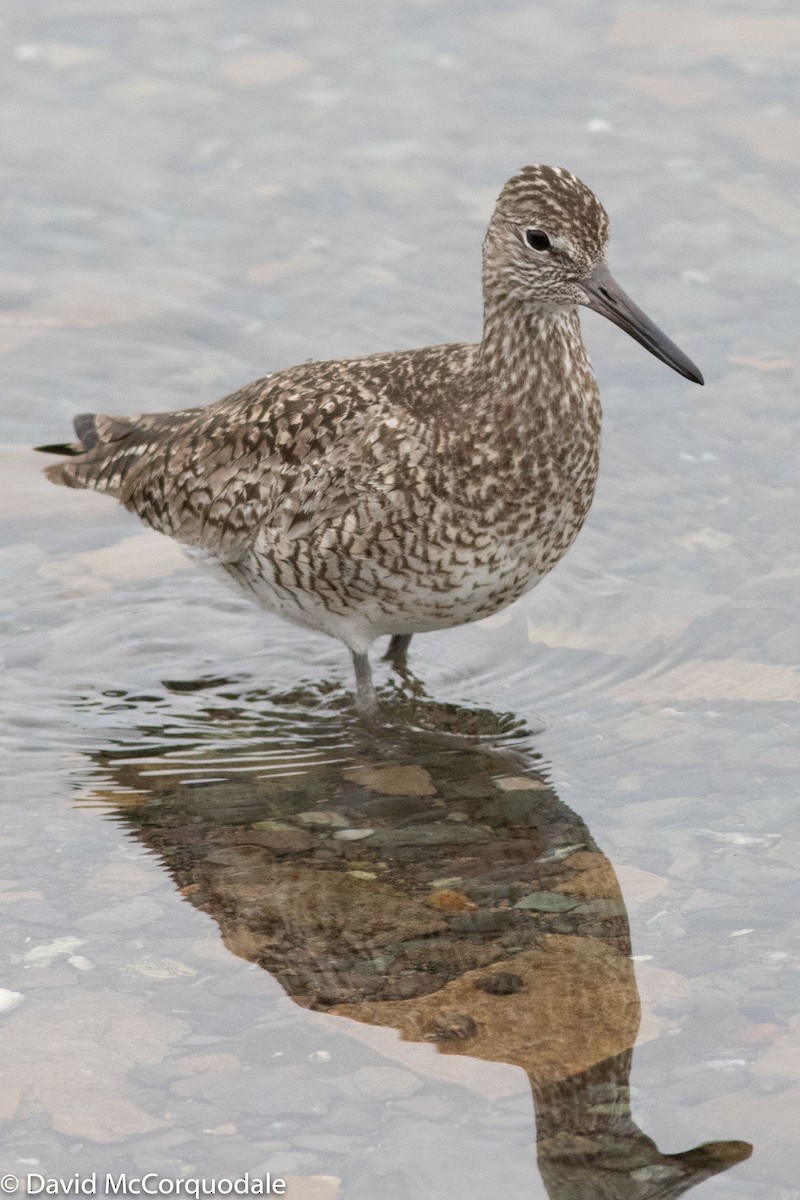 Willet (Eastern) - David McCorquodale