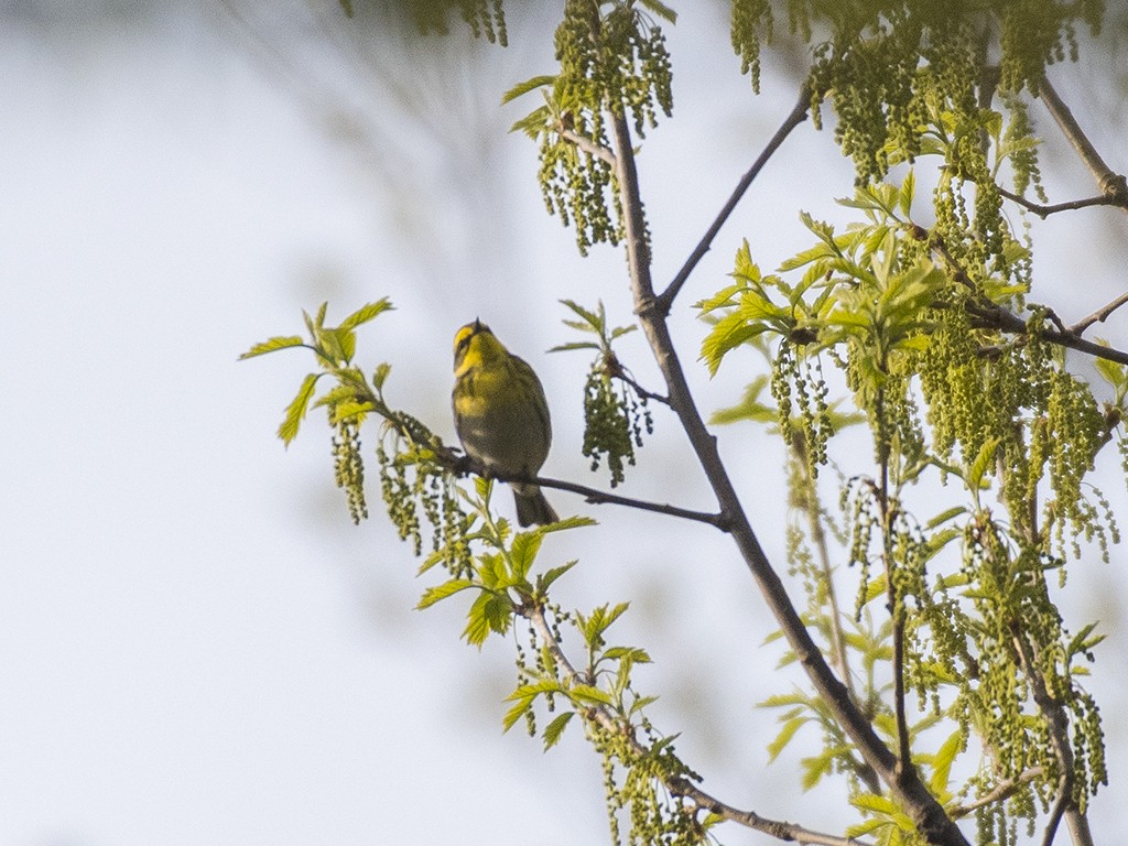 Townsend's Warbler - ML158103801