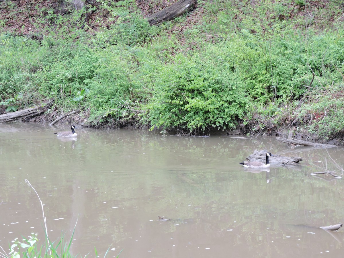 Canada Goose - ML158105311