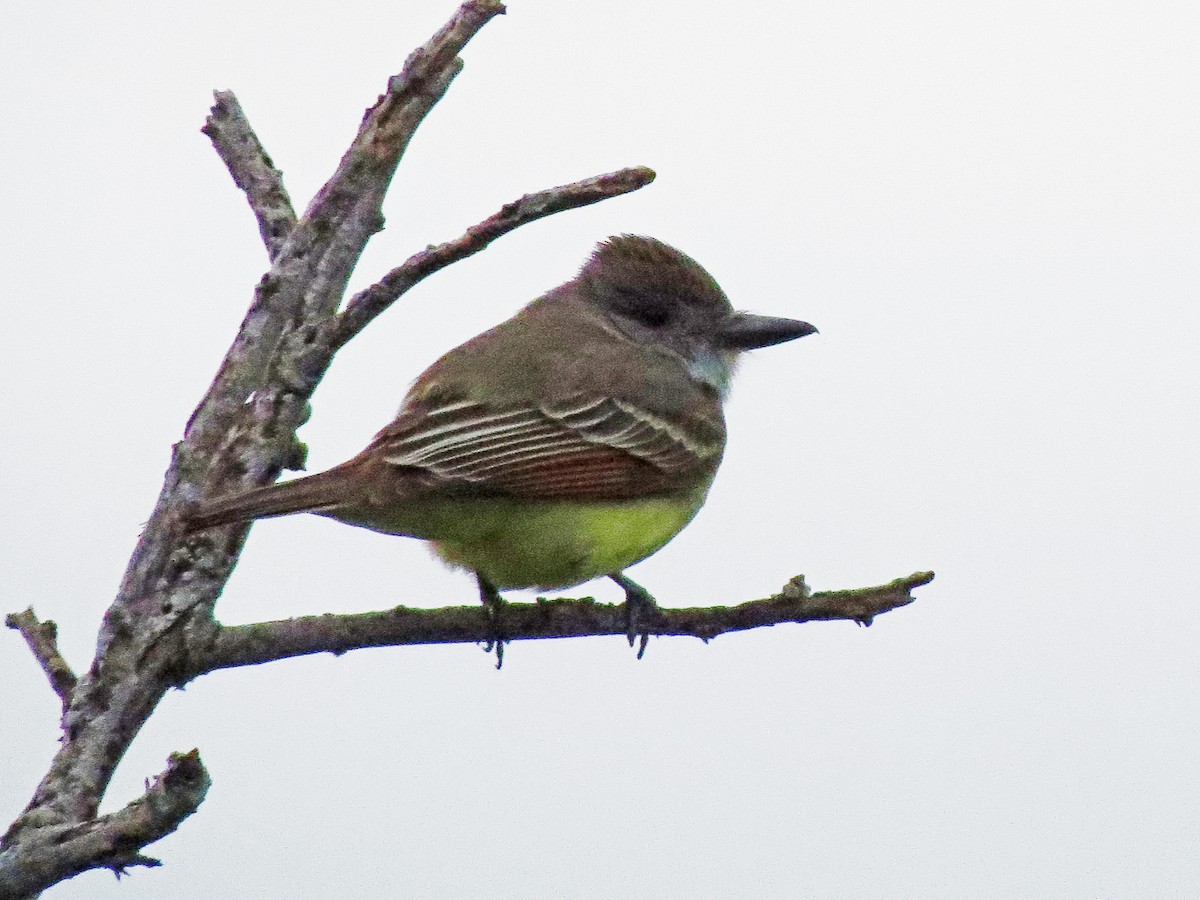 Brown-crested Flycatcher - Lisa Kinsolving