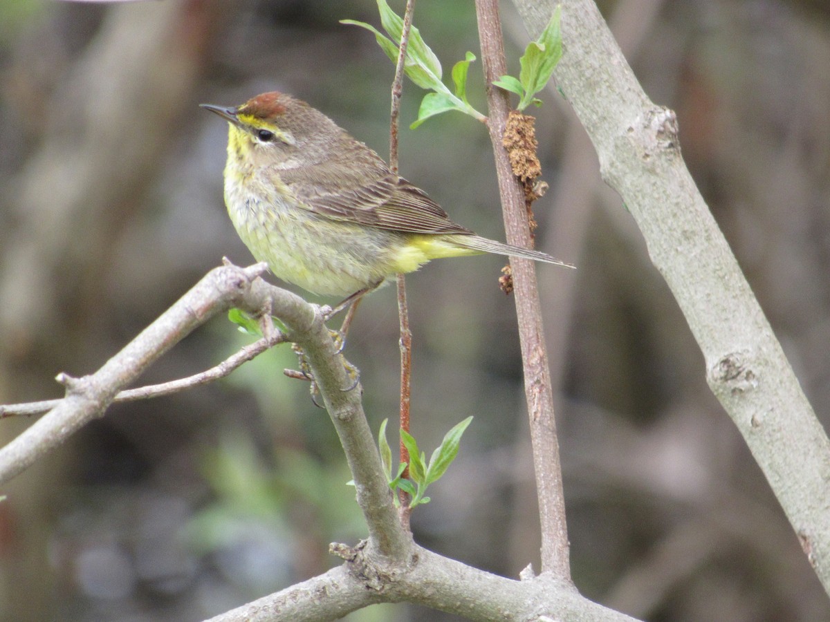 Palm Warbler - ML158107481