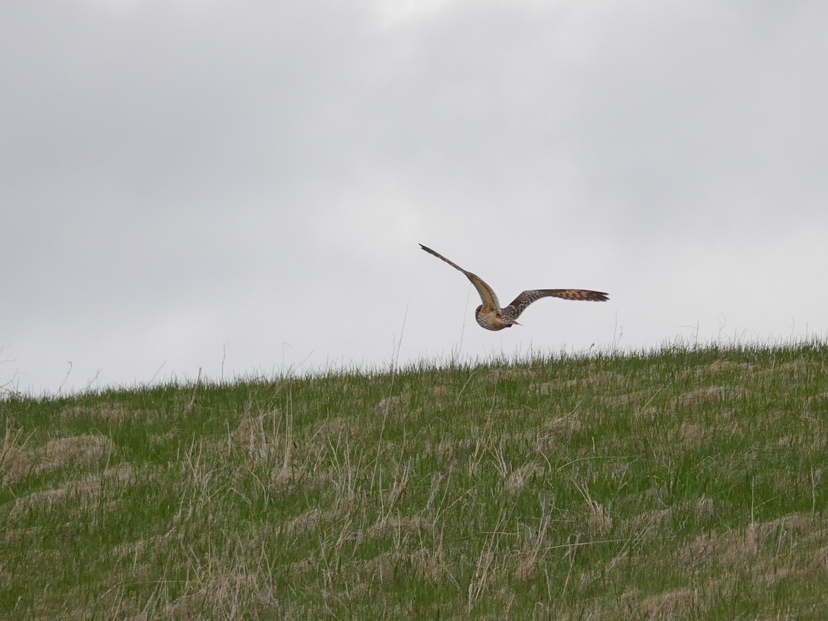 Short-eared Owl - Rob Edsall