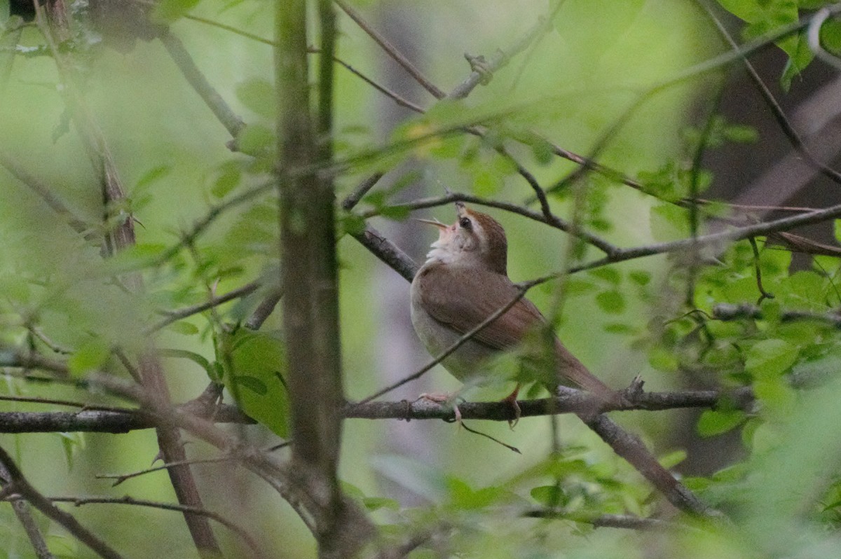 Swainson's Warbler - Doug Weidemann