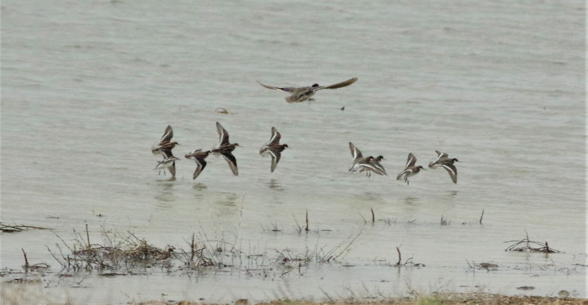 Red-necked Phalarope - ML158113751