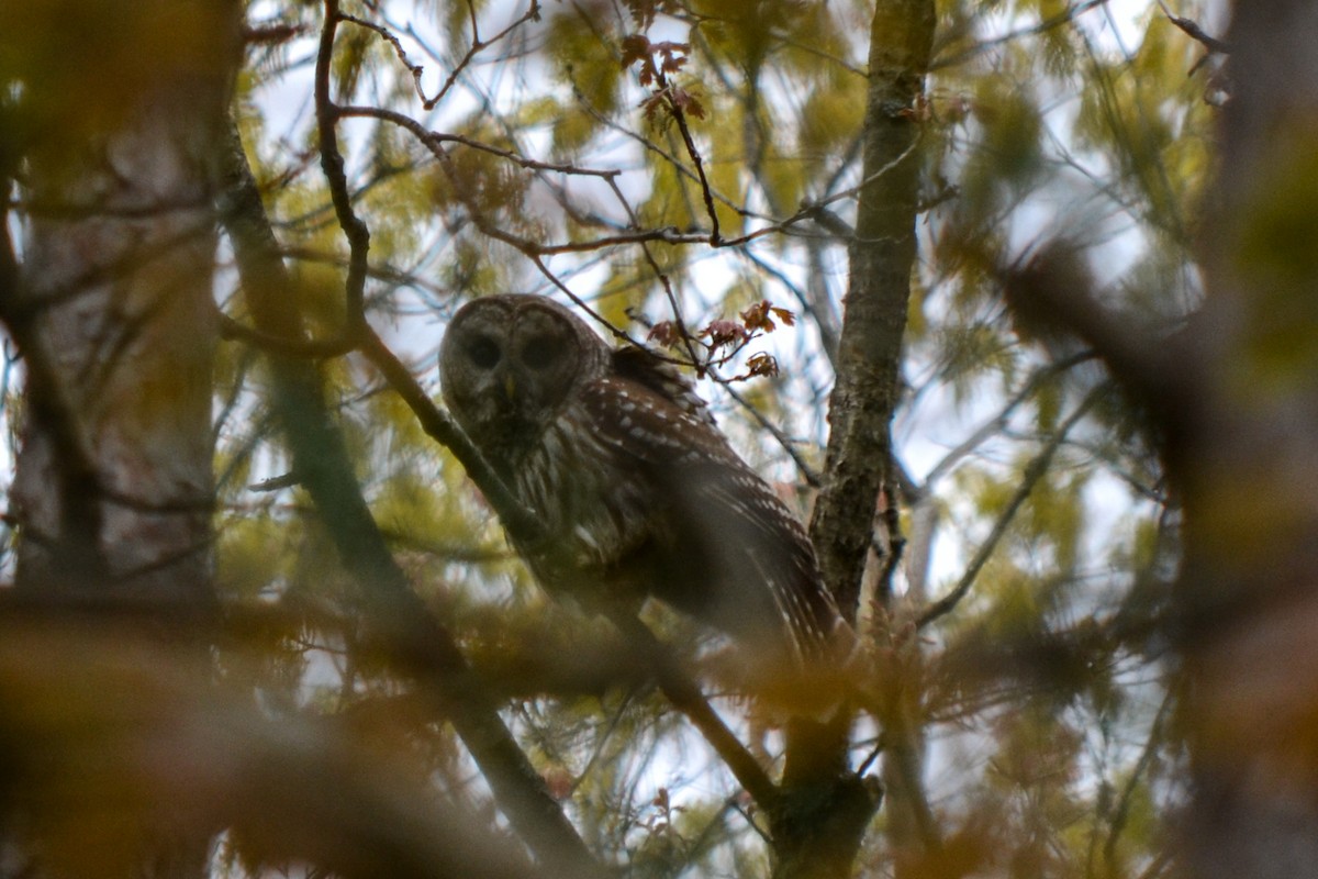 Barred Owl - ML158115041