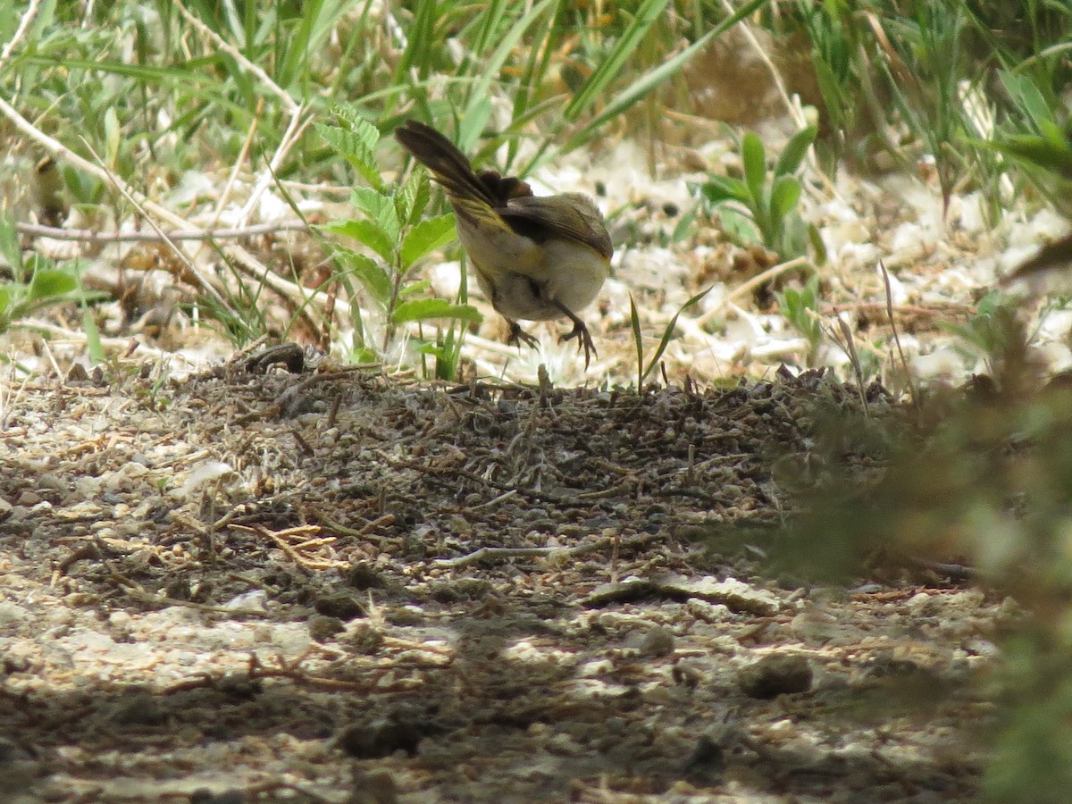 American Redstart - ML158115811