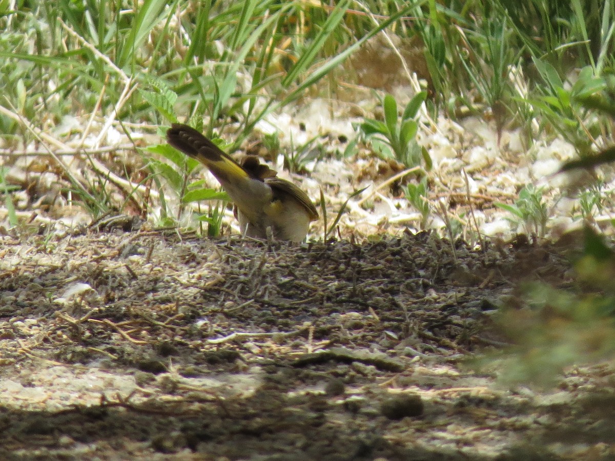 American Redstart - ML158115951