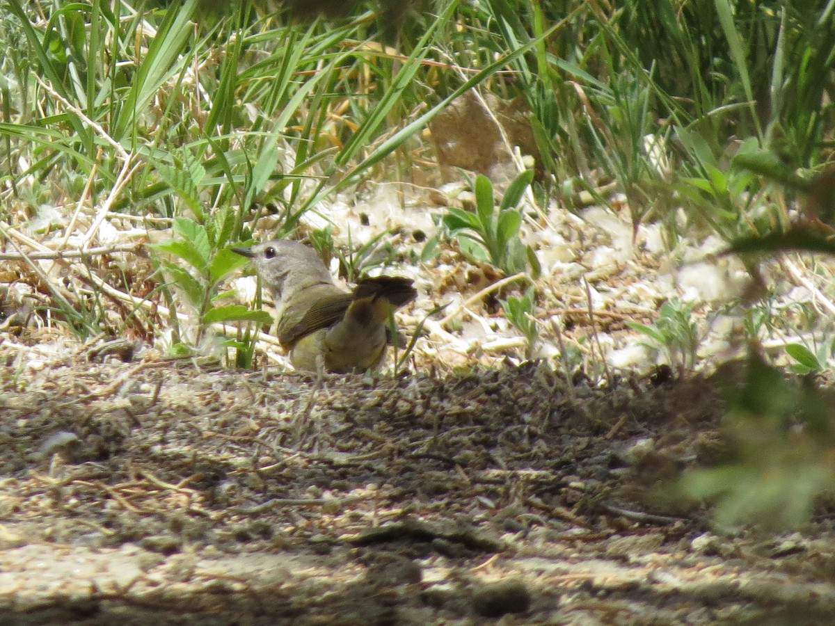 American Redstart - ML158115981