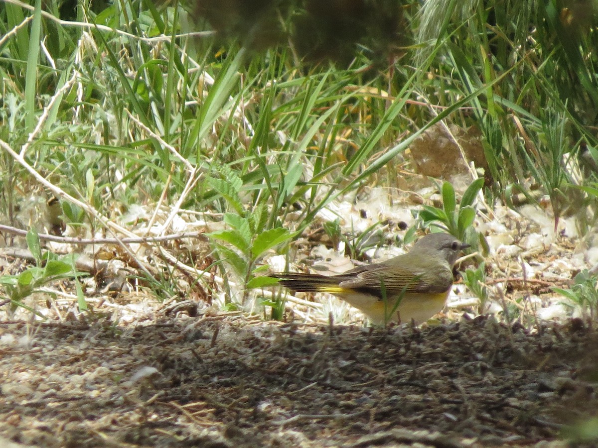 American Redstart - ML158116001