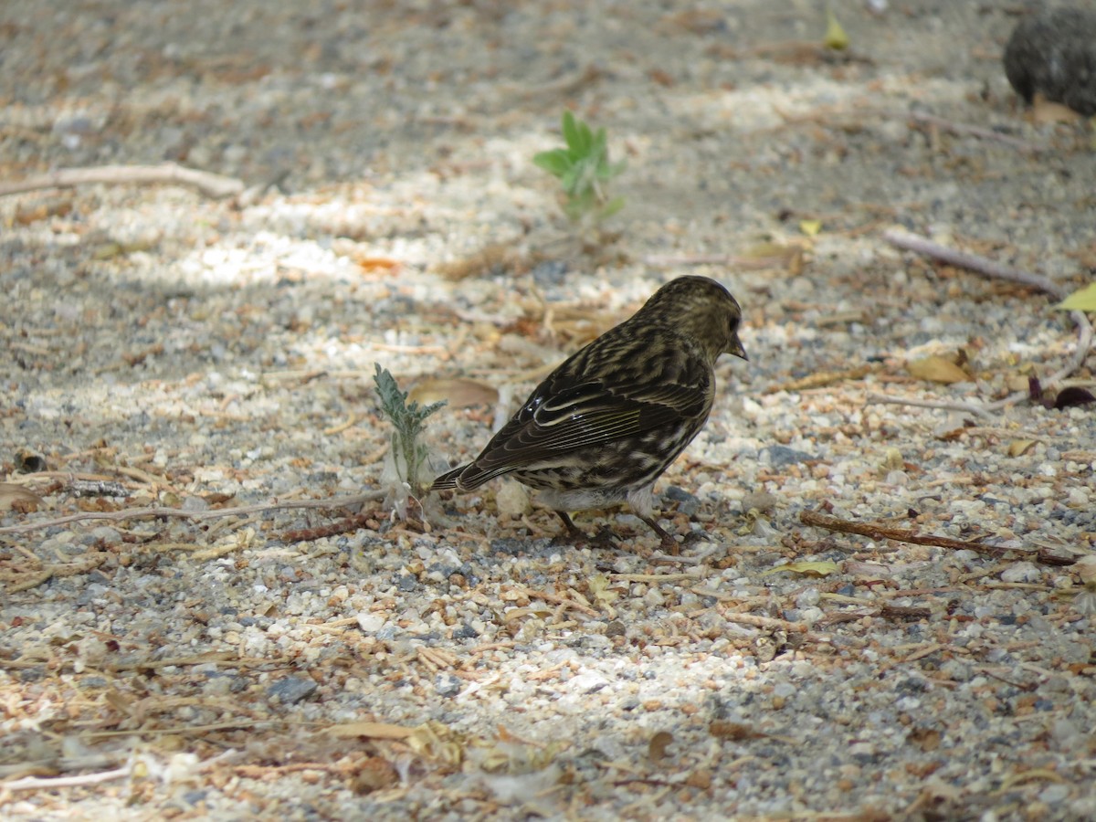Pine Siskin - ML158116321