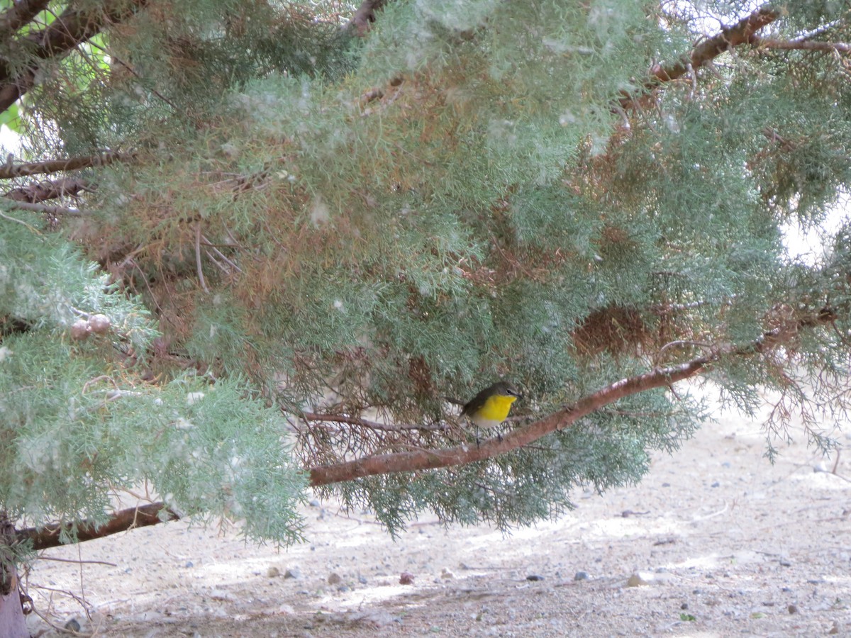 Yellow-breasted Chat - ML158116561