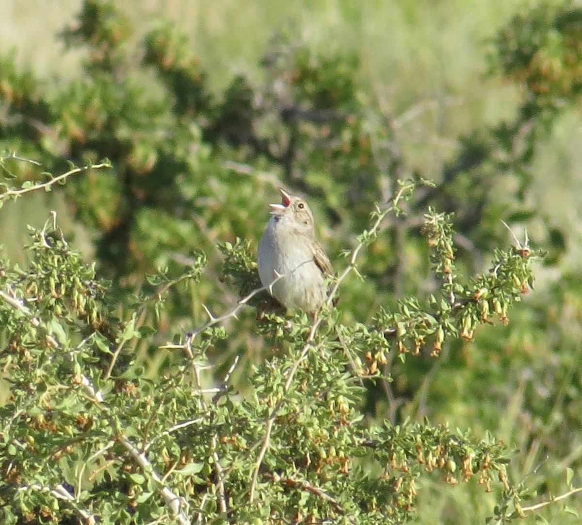 Cassin's Sparrow - Thomas Wurster