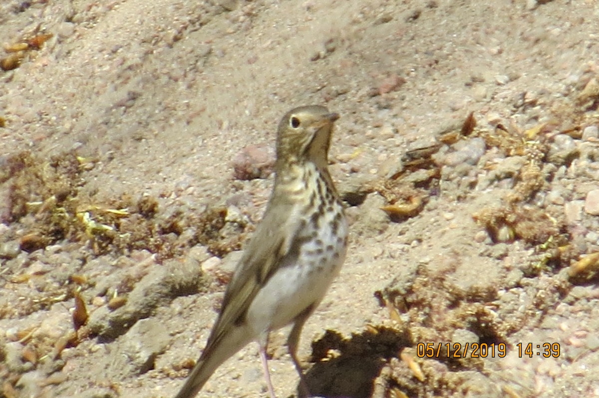 Swainson's Thrush - ML158122691