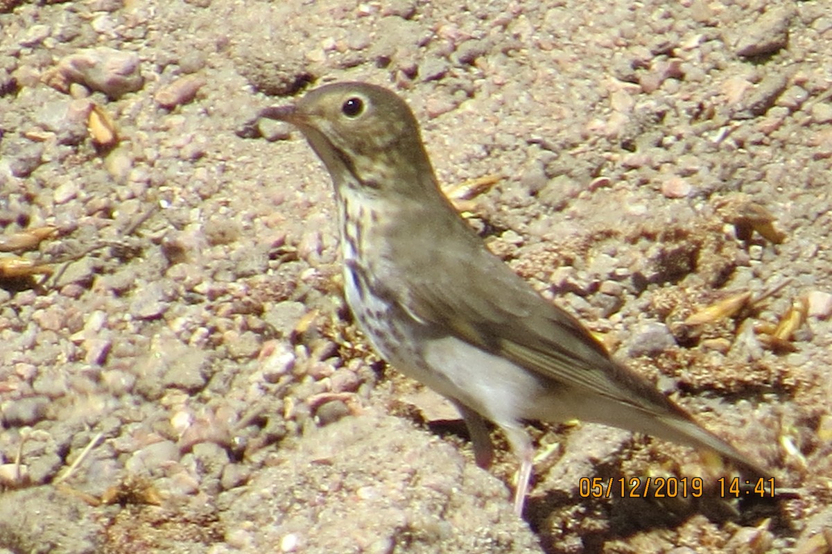 Swainson's Thrush - ML158122701