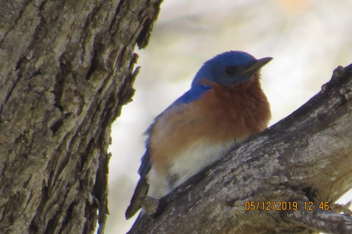 Eastern Bluebird - ML158122951