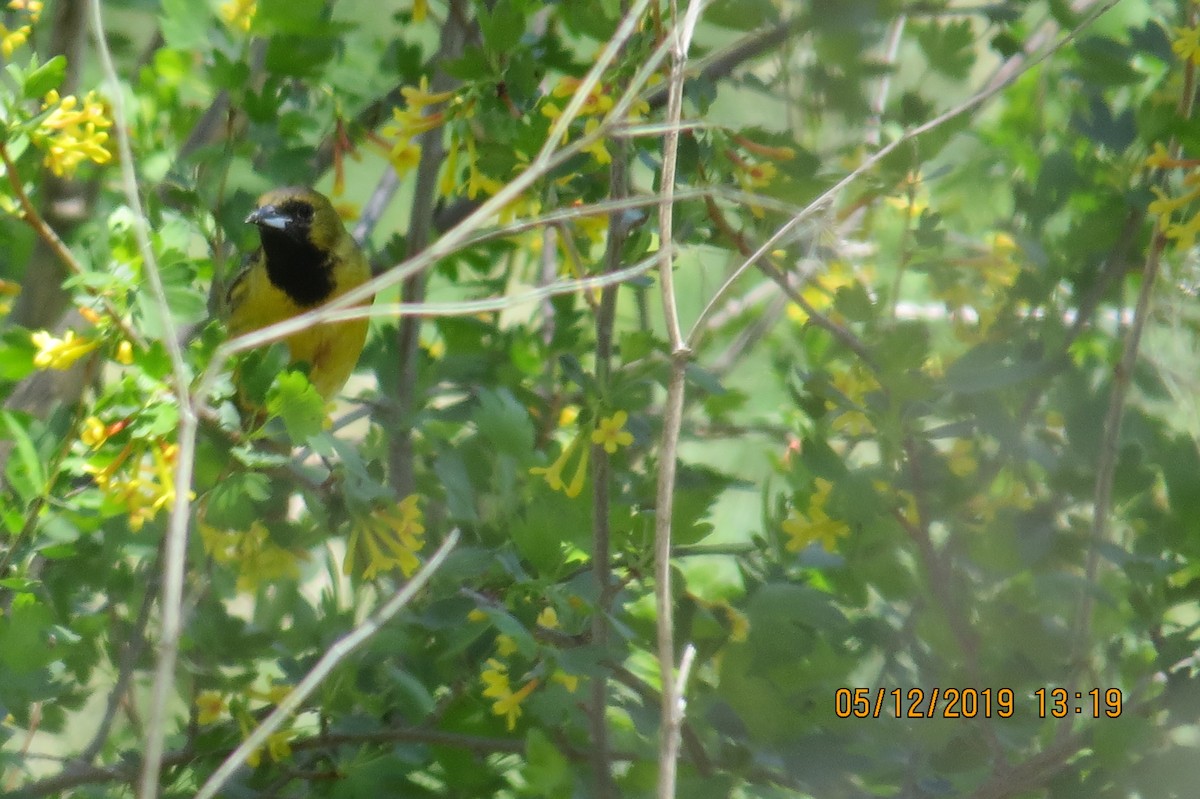 Orchard Oriole - Linda Lee