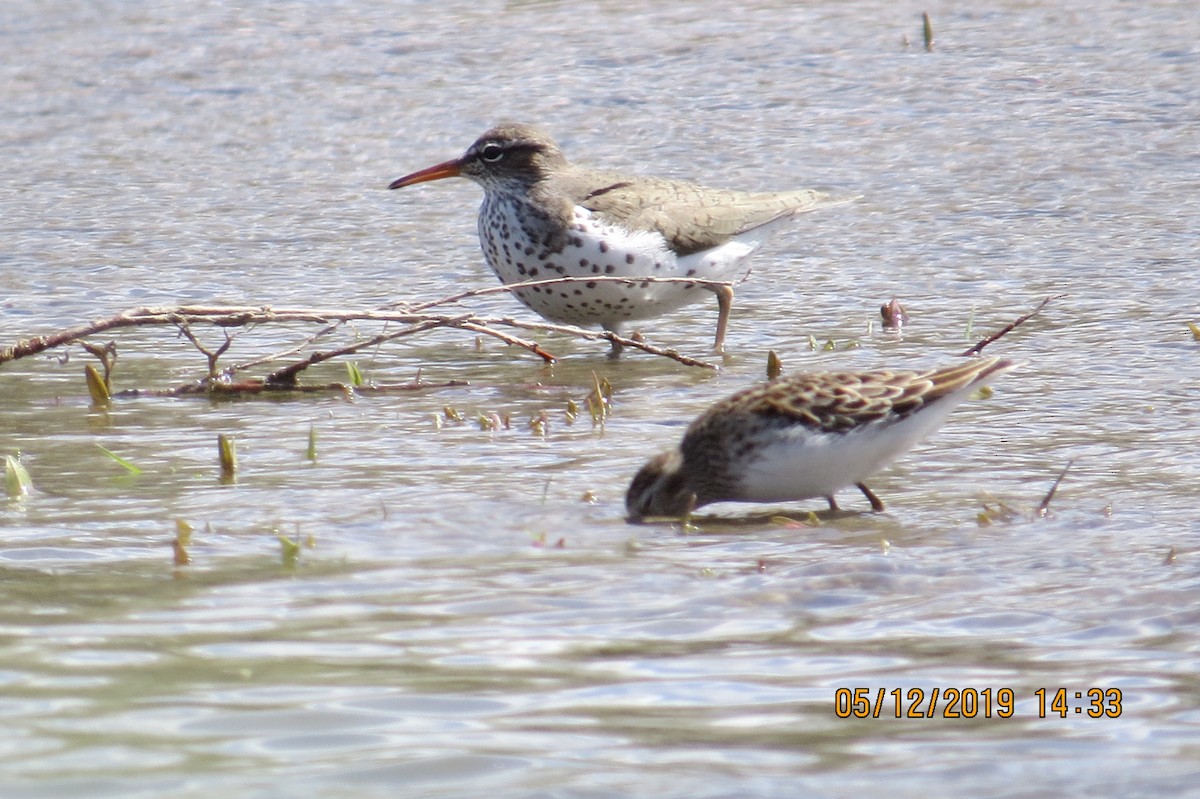 Spotted Sandpiper - ML158123901