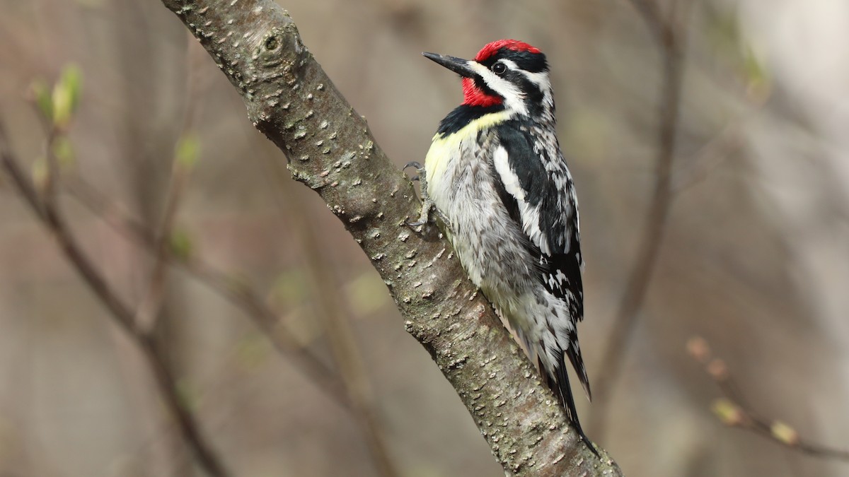 Yellow-bellied Sapsucker - Daniel Jauvin