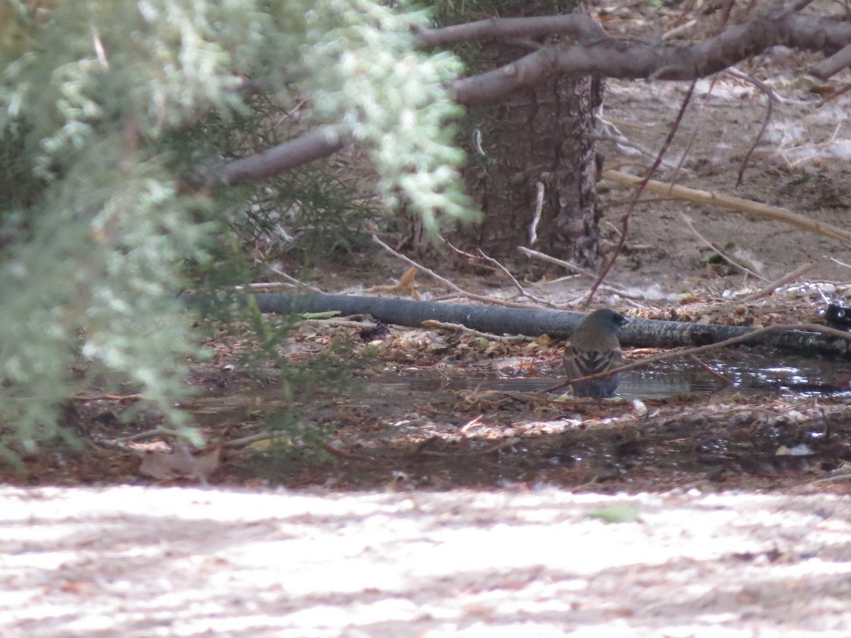 Lazuli Bunting - ML158127151