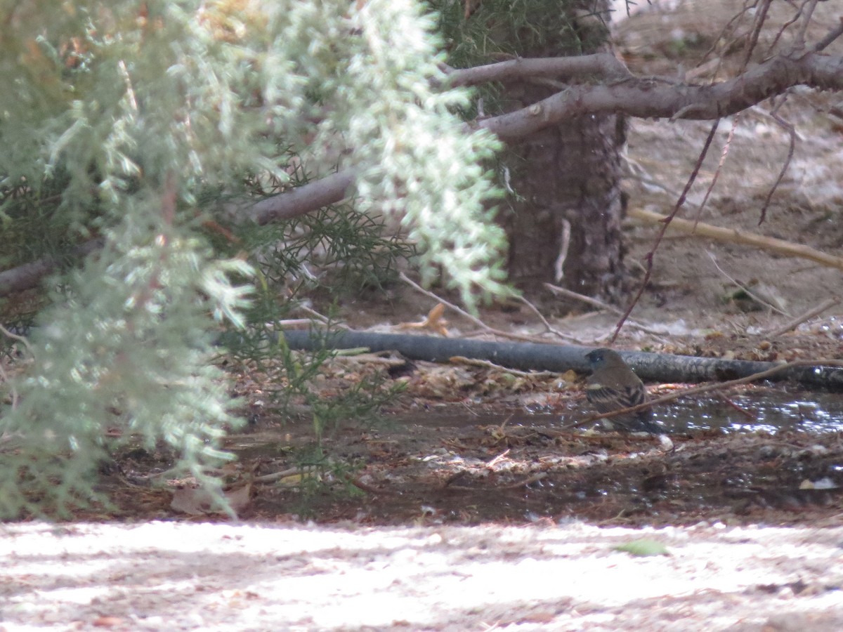 Lazuli Bunting - ML158127391
