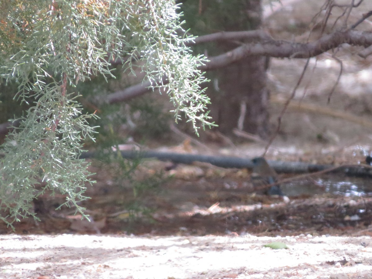 Lazuli Bunting - ML158127501