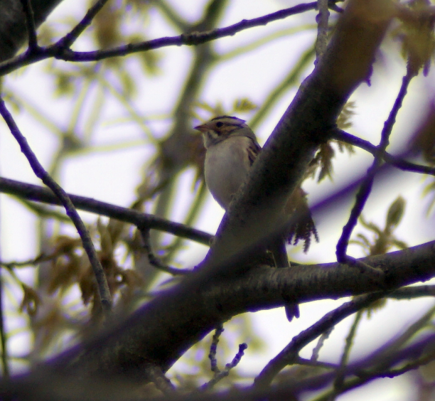 Clay-colored Sparrow - ML158128701