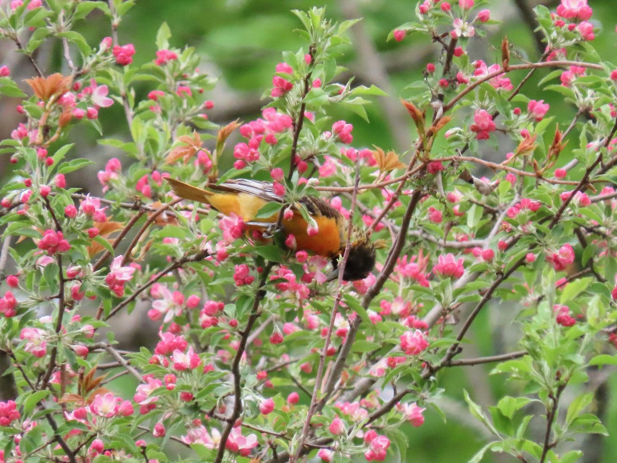 Baltimore Oriole - ML158128791