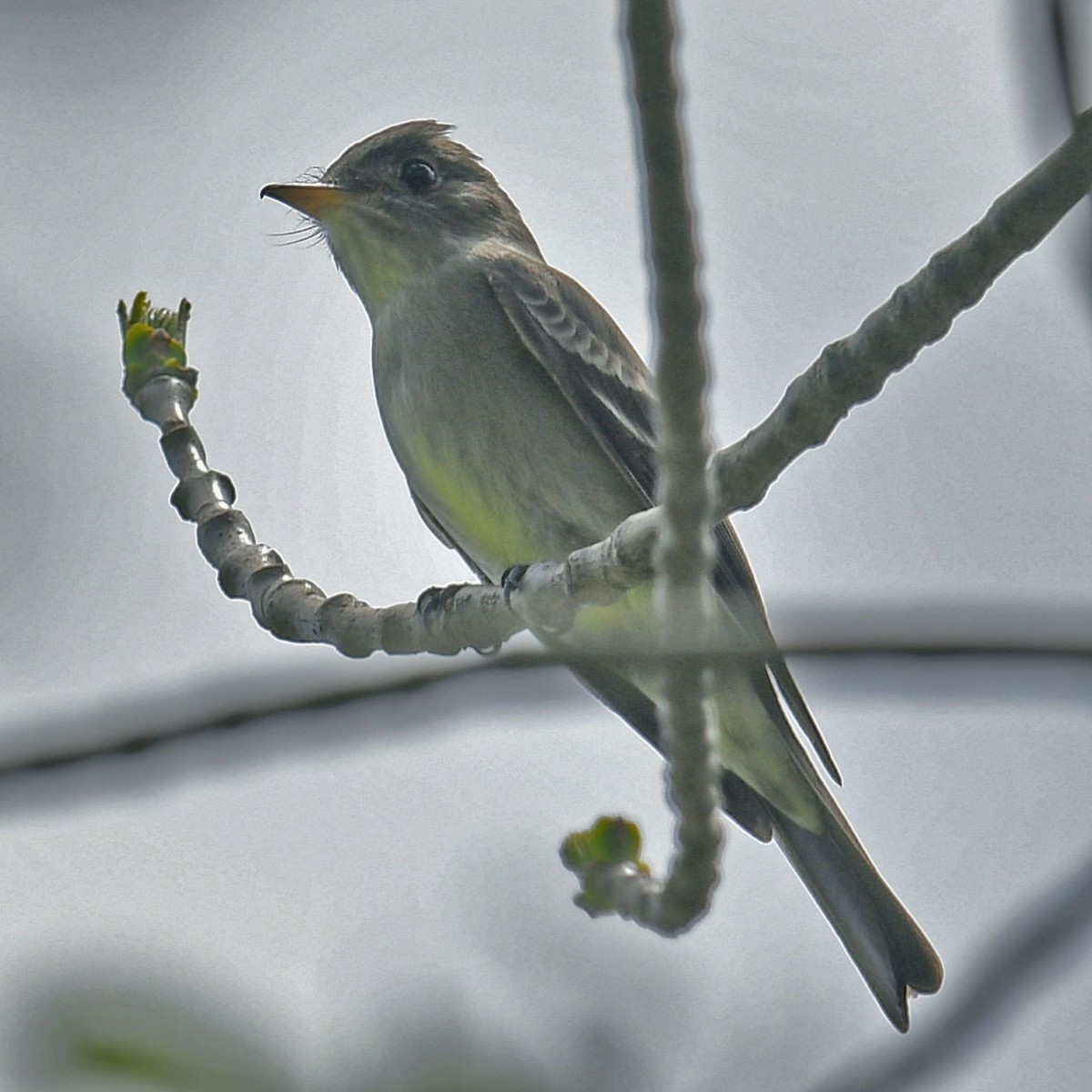 Eastern Wood-Pewee - ML158129021