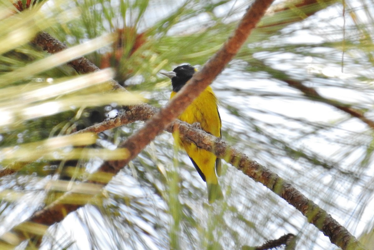 Black-headed Siskin - ML158129131