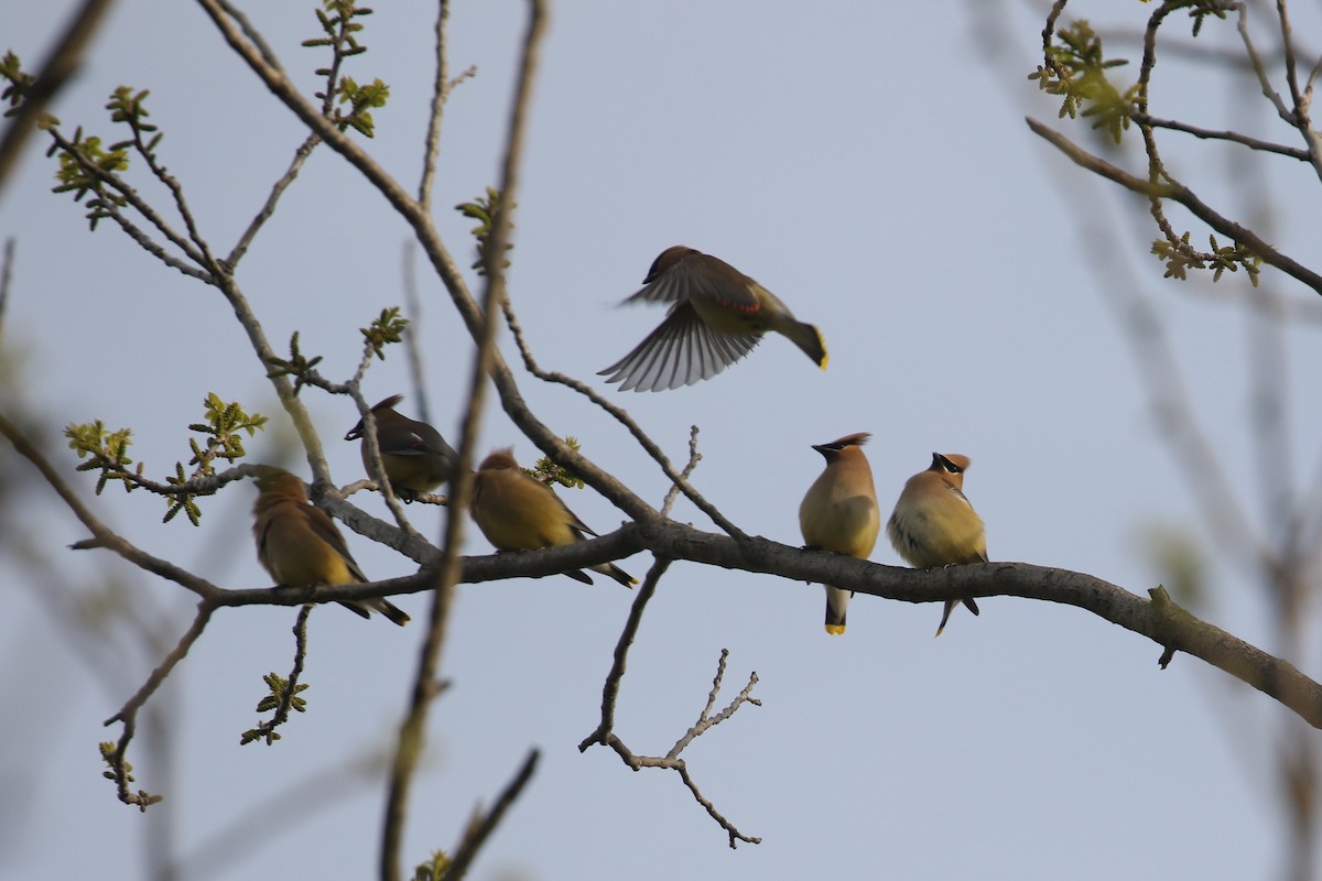 Cedar Waxwing - ML158129931