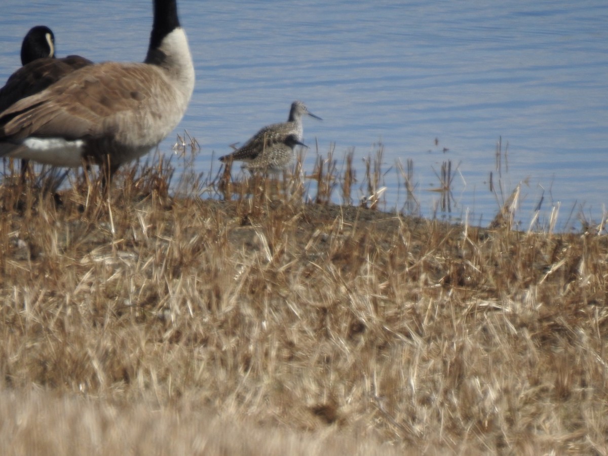 Lesser Yellowlegs - ML158130211